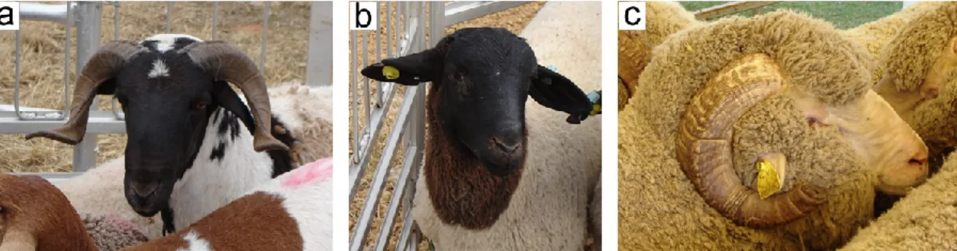Figure 1 – Three sheep breeds used today in sheep industry. Sheep breeds: a – Damara; b – Dorper; c –  Australian Merino