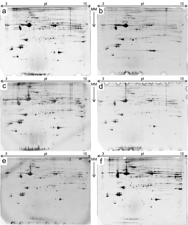Figure 7 – A total of 24 2-D gels were obtained, four gels per each experimental group