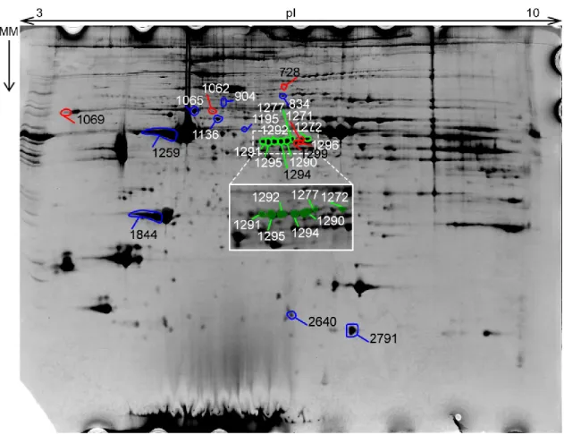 Figure 8 – Gel #85541 was chosen as the reference gel. MM – Molecular Mass; the arrow points from the  bigger mass towards the smaller mass