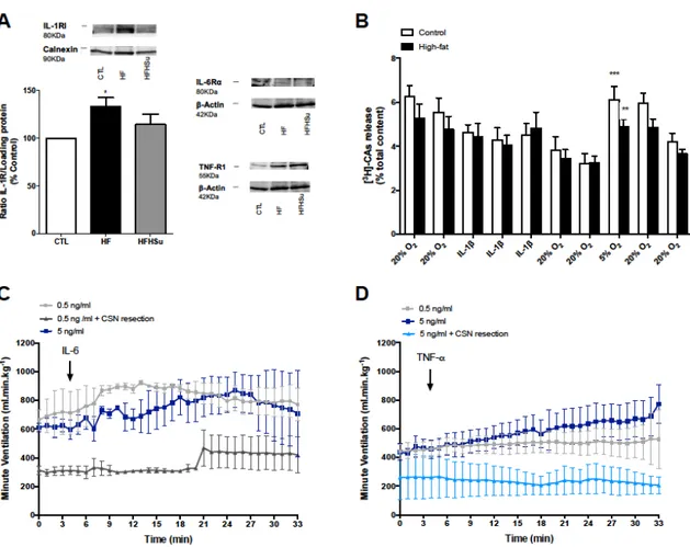 Figure 4. Effect of hypercaloric diets on the expression of pro-inflammatory cytokines receptors in  CB and effect of pro-inflammatory cytokines on ventilation and catecholamine release from the  carotid body (CB)