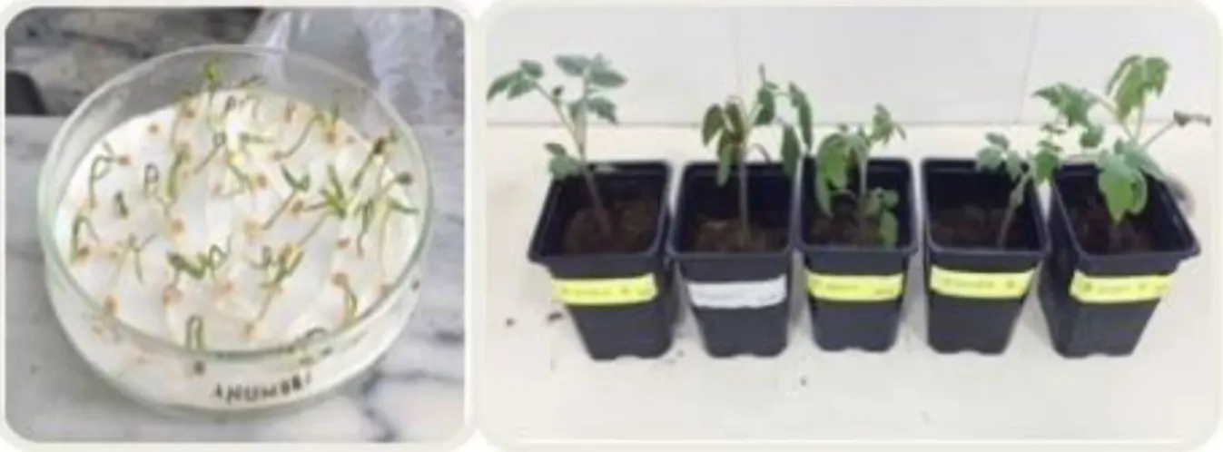 Figure 8 - Germinated tomato seeds (Solanum lycopersicum cv. Rio Grande) and transplanted tomato  seedlings