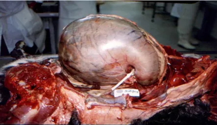 Figura 3. Volvo gástrico num cão (seta – zona de torção do estômago). (Atlas de anatomia  patológica veterinária, FMV – UTL, 2010)