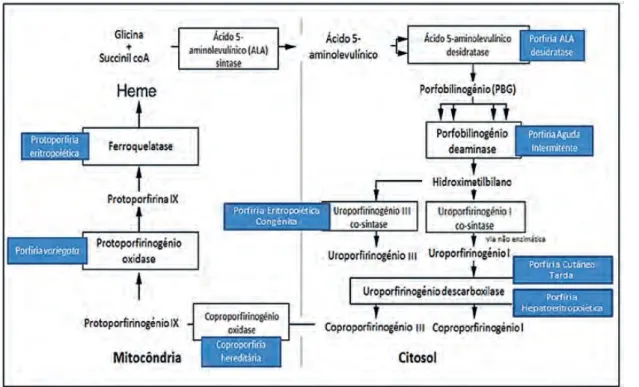 Fig 1 - Biossíntese do grupo heme.