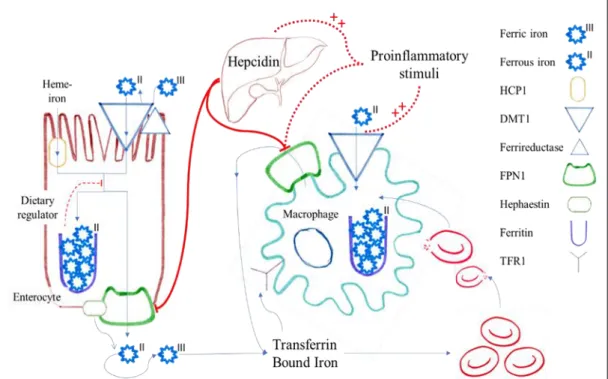 Figure  2.  Iron  metabolic  pathway  and  hepcidin  regulation;  FPN1,  ferroportin-1; 