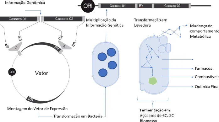 Figura 1 Principais etapas realizadas durante a construção de leveduras geneticamente modificadas para   produção de compostos  de  interesse  industrial