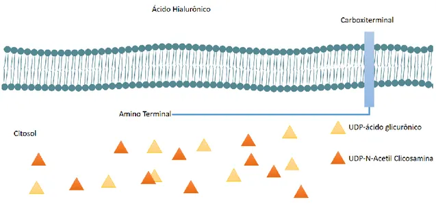 Figura  4  As  duas  classes  conhecidas  atualmente  de  sintases  de  ácido  hialurônico,  classe  I  (a)    e  classe  II(b)  que  apesar de terem várias diferenças estruturais, possuem em comum domínios transmembrânicos, indicando que estas  enzimas es