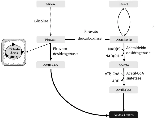 Figura 7. Mecanismo citoplasmático do PDH-bypass e seu direcionamento do piruvato para  a produção de acetil-CoA citosólico