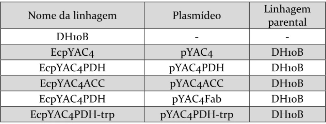 Tabela  4.  Nome,  plasmídeo  inserido  e  linhagem  parental  das  bactérias  utilizadas  e  produzidas nesse estudo 