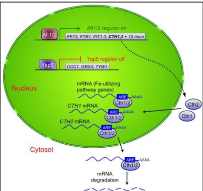 Figure 1.3 - Post-transcriptional iron regulation in yeast: the two mRNA- mRNA-binding  proteins  Cth1  and  Cth2,  whose  expression  is  activated  by  Aft1/2  upon iron deprivation, bind to AU-rich elements (AREs) in the 3’ UTR of  the respective mRNAs 