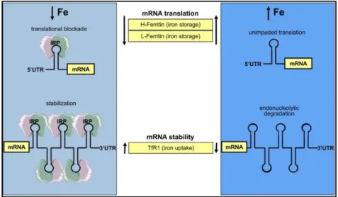 Figure  1.4  -  Post-transcriptional  regulation  by  IRPs/IREs  in  mammals:  the  mRNA-binding  proteins iron  regulatory  proteins  1  and 2  (IRP1  and  IRP2)  block  or  promote their target mRNAs translation by binding to iron responsive elements (IR