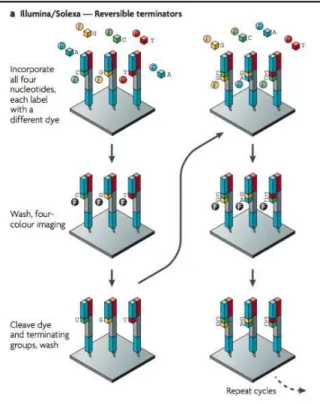 Figure 1.6. – Cyclic reversible termination: fluorescently  labelled  nucleotides  are  added  and  the  first  base  is  incorporated