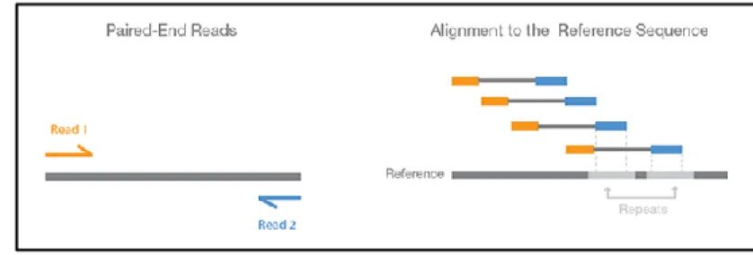 Figure  1.7.  –  Paired-End  Reads:  both  ends  of  the  cDNA  fragment  are  sequenced,  providing  a  read  pair  to  be  aligned  to  the  reference  sequence  Figure from (Illumina 2015)