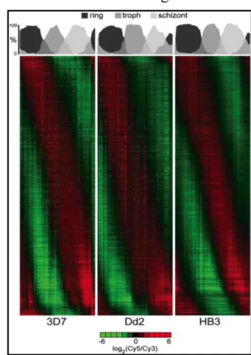 Figure 1.8. – P. falciparum IDC transcriptome: 
