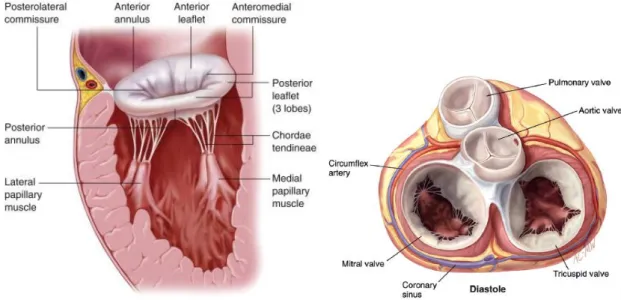 Figure 1 – The Mitral Valve Apparatus and its situation  in the heart. 