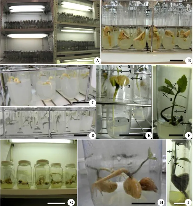 Figura  2  –  Germinação  em  C.  sativa. A-  Tubos de  cultura,  cada  um  com  uma  semente  da  variedade Judia