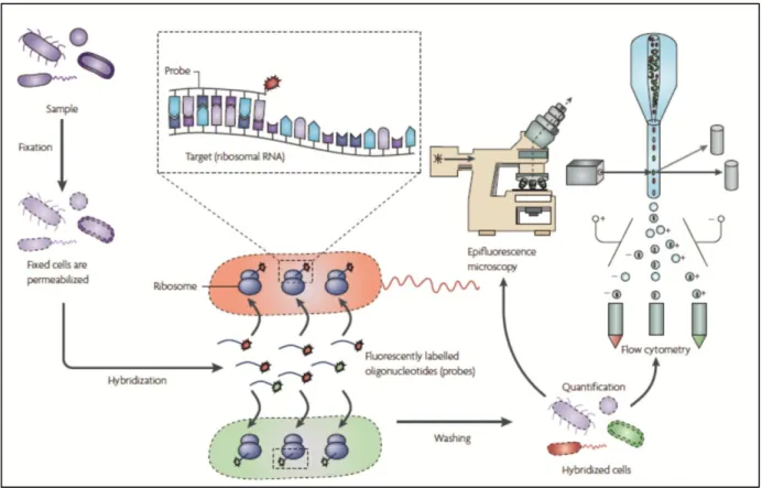Figure 4. Basic steps of fluorescent in situ hybridization (withdrawn from Amann and Fuchs, 2008)
