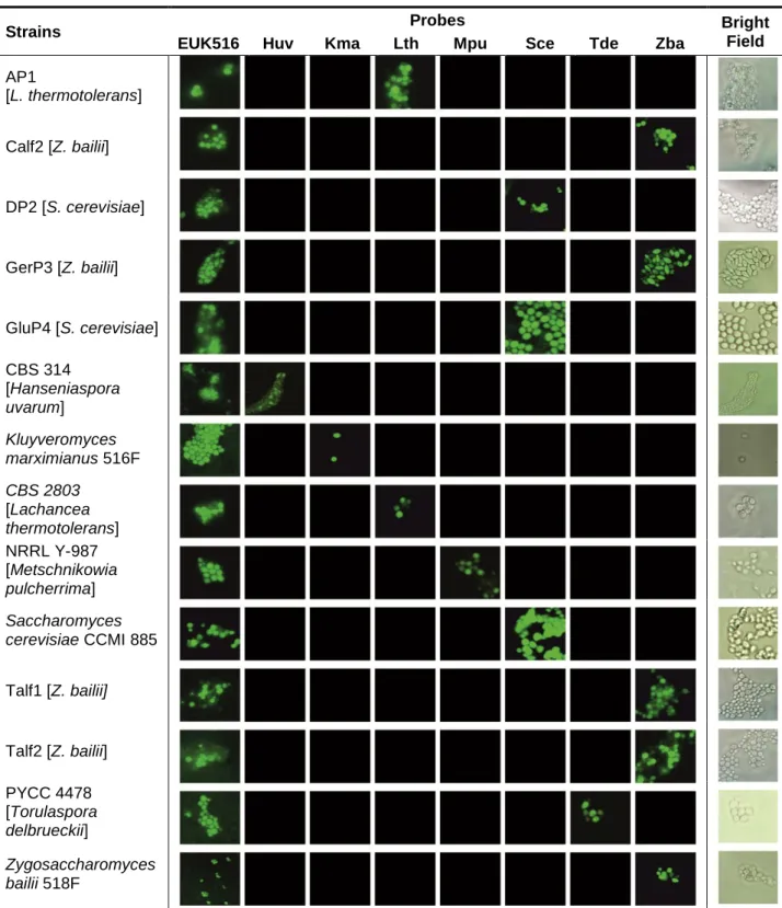 Table 8. Fluorescence in situ hybridization with selected strains. 