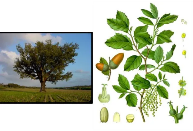Figura 12-13. Quercus suber.  