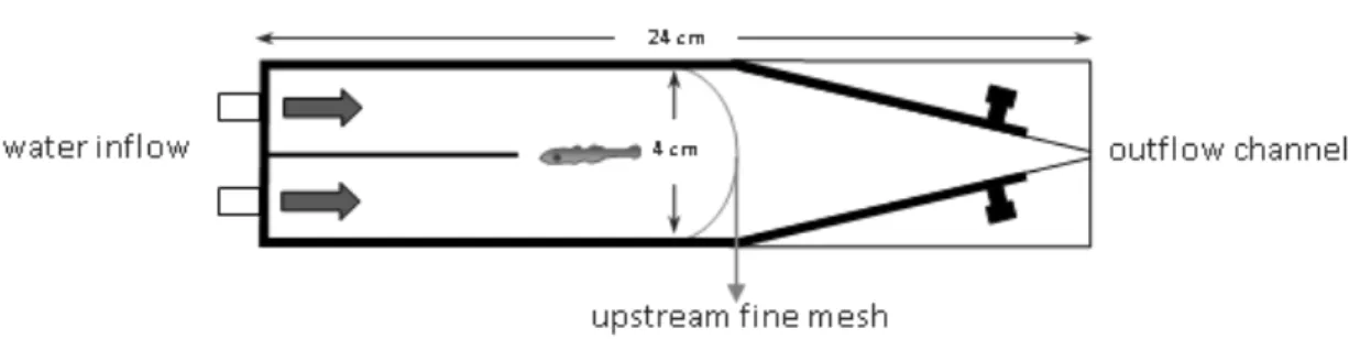Figure 1.Two channel choice flume (design adapted from  Gerlach et al., 2007). 