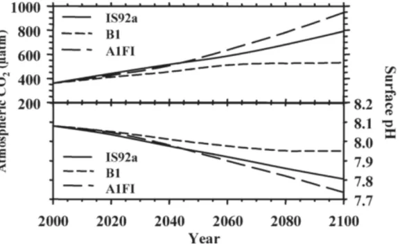 Figure 8. Projected values of atmospheric CO 2  concentrations and seawater surface pH under three  different  scenarios:  IS92a  the  "business-as-usual"  CO 2   emissions,  B1  the  most  and  A1F1  the  least  conservative scenario (Adapted from