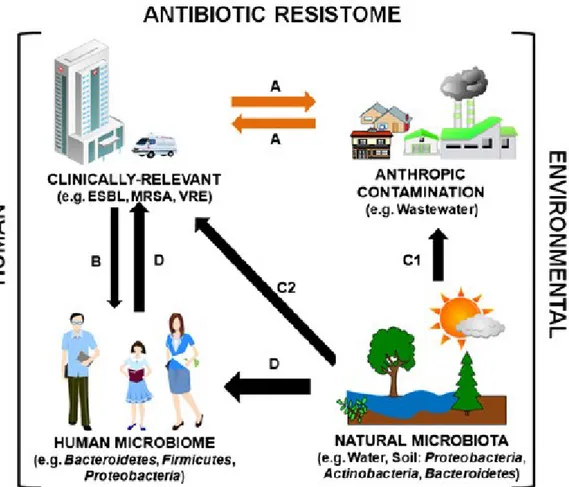 Fig. 3. Hypothesis about the relationship between environmental and human antibiotic 1228 
