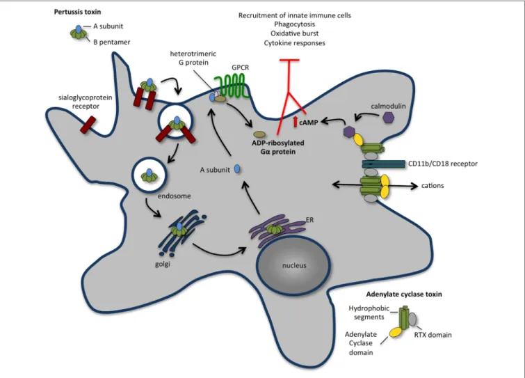 FIGURE 1 | The concerted action of pertussis toxin (PT) and adenylate cyclase toxin (ACT) annihilates recruitment and function of innate immune cells