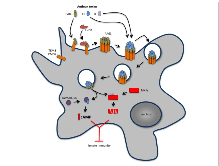 FIGURE 2 | Anthrax toxins cooperatively disable host innate immune response. Host cell intoxication by anthrax toxins involves interaction of protective antigen (PA, 83 kDa) with two cellular receptors [tumor endothelium marker 8 (TEM8), also known as anth
