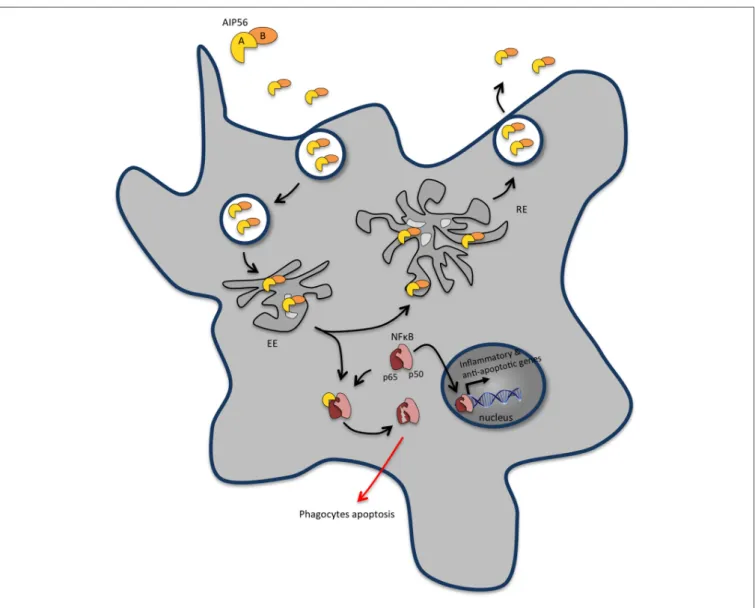 FIGURE 3 | AIP56 blocks innate immunity by inducing massive apoptosis of host macrophages and neutrophils