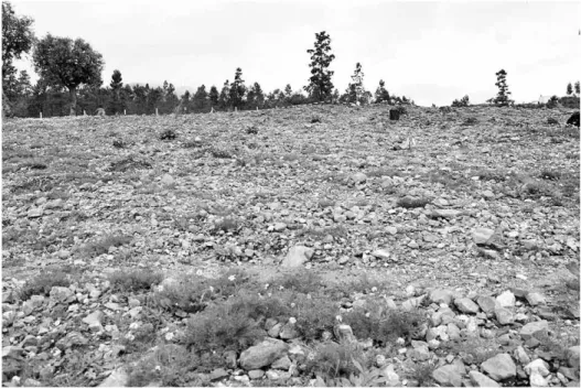 Fig. 6 - Cobrinhos. Imagem da superfície do sítio onde é possível ver grande quantidade  de detritos juntamente com artefactos.