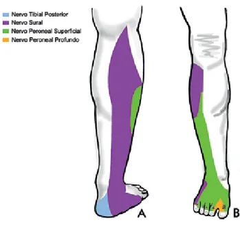 Fig 1 - Inervação sensitiva da perna e pé.