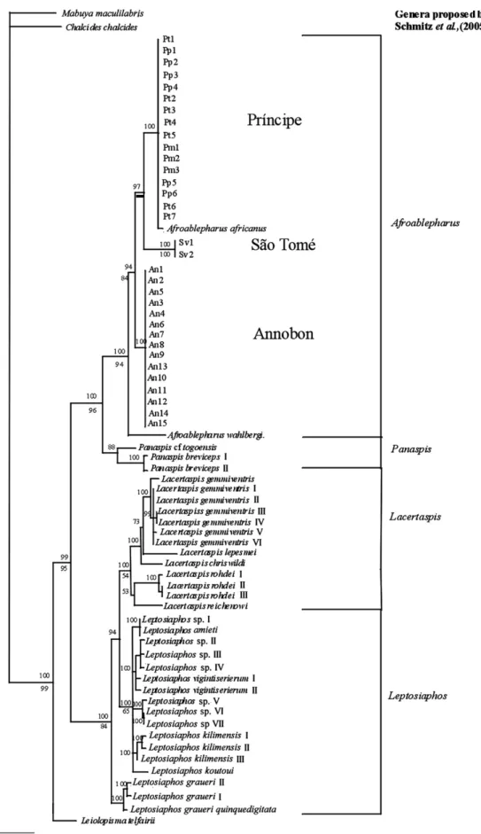 Fig. 2. Tree derived from Bayesian analysis of combined 12S and 16S rDNA fragments. Average posterior probabilities are shown above nodes