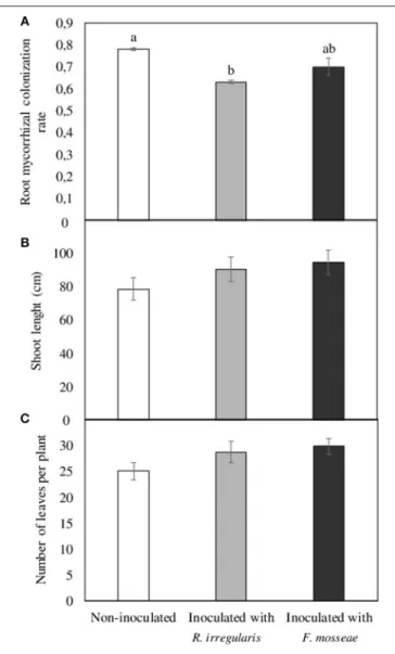 FIGURE 1 | (A) Root mycorrhizal colonization rate, (B) shoot length, and (C) number of leaves per plant in Touriga Nacional grapevine variety plants grafted onto 1103 Paulsen rootstock three months after inoculation and transplant to forest pot containers 