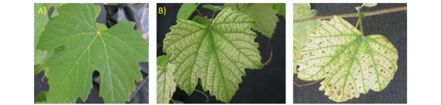 FIGURE 4 | (A) Non-symptomatic leaf of a grapevine plant grown in the non-contaminated Arenosol