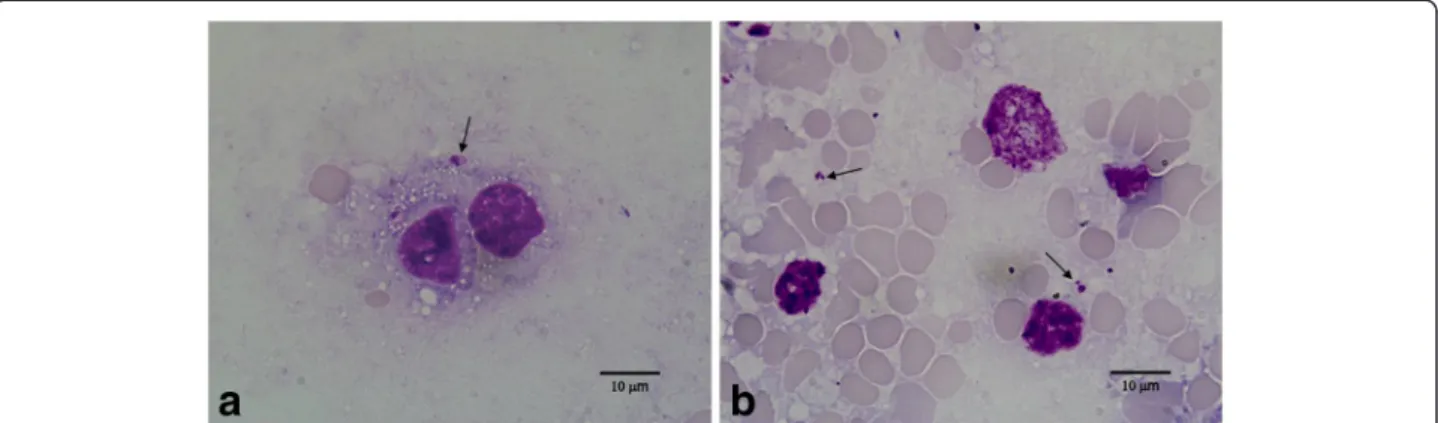 Figure 1 Leishmania amastigotes (arrows) in liver smear (a) and spleen smear (b) of Mus musculus .