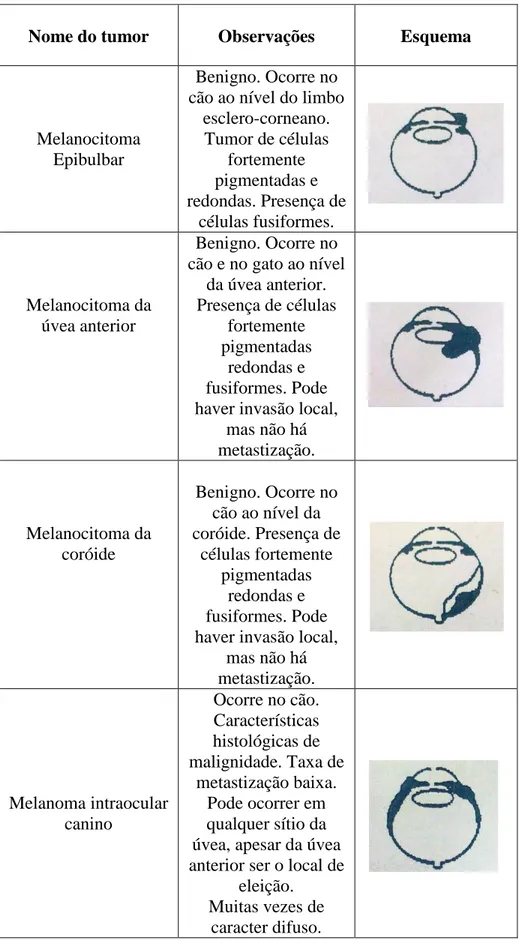 Tabela 2 – Tumores primários do globo ocular. Adaptado de “Dubielzig, R.R. Tumors of the  eye – In Tumors of the Domestic Animals” 
