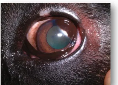 Figura 3 – Melanocitoma do limbo esclero-corneano em cão de raça Rottweiler. 