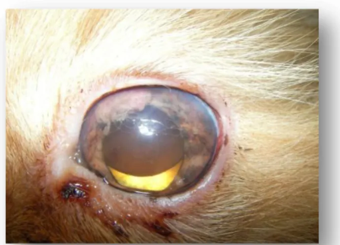 Figura 10 – Melanoma difuso da íris em gato persa. Fonte: Prof. Dra. Esmeralda  Delgado 