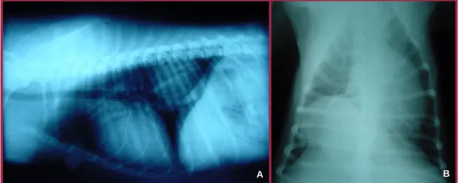 Figura  6:  Radiografias  torácicas  demonstrando  uma  massa  solitária.  A:  Projecção  latero- latero-lateral  direita  demonstrando  uma  massa  na  zona  dos  lobos  pulmonares  caudais;  B: 