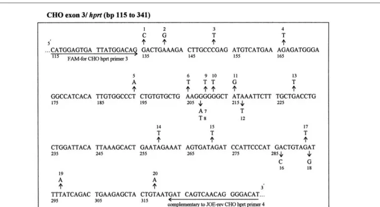 Figure 1. hprt/exon-3 sequence (bp 115–341; Reference 9) of CHO cells used as target sequence for studies of mutation detection efficiency