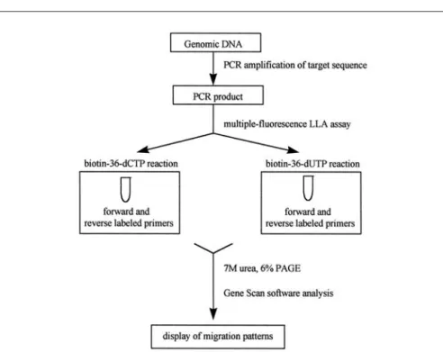 Figure 2. Flow diagram of the mf-LLA assay. Genomic DNA is amplified using target sequence-spe- sequence-spe-cific primers