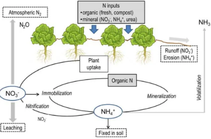 Figure  2. Simplified  diagram  of  the nitrogen  cycle  in  a horticultural  system,  showing  the  main  transformations and pathways for loss. 