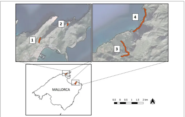 FIGURE 1 | Study area located in the Northeast of the Mallorca island. Orange lines are the four linear transects used for the fecal and regurgitation sampling surveys: