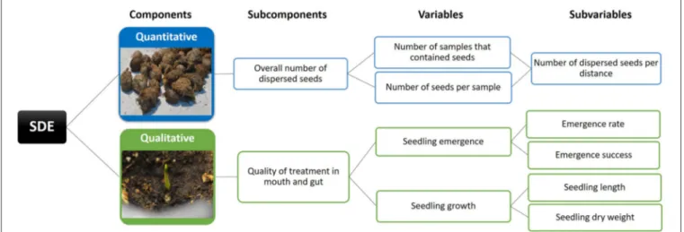 FIGURE 2 | Summary of methods used to assess each of the SDE (Seed Dispersal Effectiveness) components: quantitative and qualitative (sensu Schupp et al., 2010).