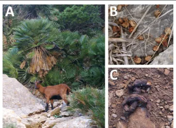 FIGURE 3 | Local mammal fruit consumers of Chamaerops humilis identified in the study