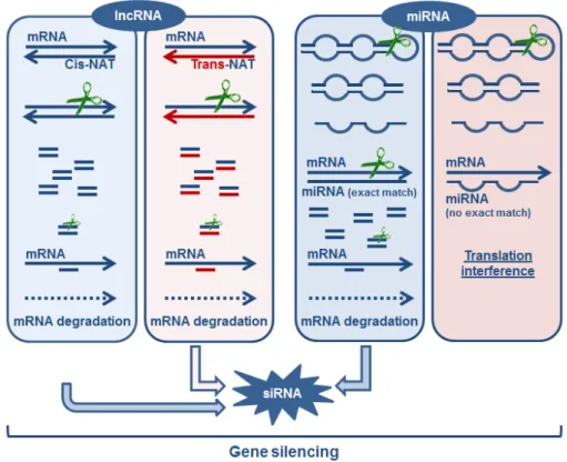 Figure 1. Gene silencing: mRNA post-transcriptional regulation by lncRNA and miRNA. 