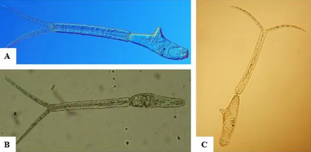 Figura 6 A – Cercária de T. franki (Selbach et al., 2015); B – Cercária de T. szidati  (http://www.helminths.at/); C – Cercária de T