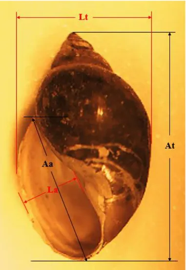 Figura 13 – Esquema das medições de um exemplar do género Physa 