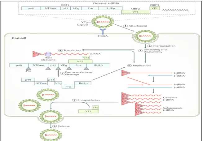 Figure 2. The composition and life cycle of human noroviruses (Graaf et al. 2016). 