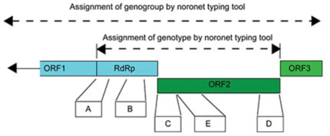 Figure 5.  Genome regions used for genotyping of noroviruses  (http://www.rivm.nl/mpf/norovirus/typingtool)