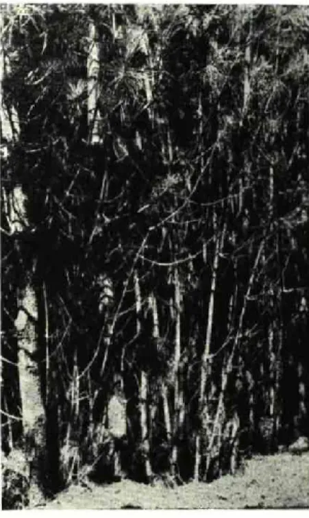 Fig. 4 Fig. 5